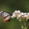 旅する蝶 アサギマダラ