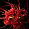 Lycoris radiata02