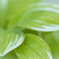 何！？このさわやかなGREEN