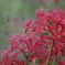 紅