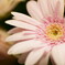 _DSC7775