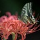 Lycoris