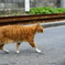 吾輩は鉄道員である