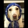 Gypsy Dog