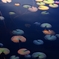 ひつじぐさの秋Ⅱ