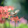  _ SwallowtailBelly