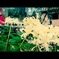 白花曼珠沙華