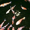 Koi