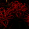 DSCF2011