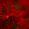 DSCF2035