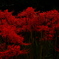 DSCF2046