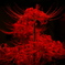 DSCF2048