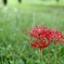 曼珠沙華