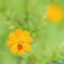 酷暑に負けず_Yellow cosmos