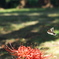 CRW_0492sp