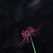 彼岸花