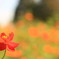 黄花コスモス