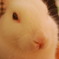 ももいろおくち