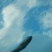 空飛ぶ魚