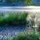 酷夏の残滓　－　碧氷　（近くの池）