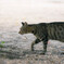 彼岸花を撮りに行ったときに出会った猫
