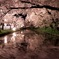 夜桜