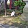 氏子さんですか？