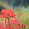 江里山彼岸花