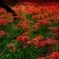紅の華