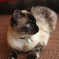 猫_ミル