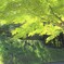 爽秋