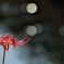 天 上 花Ⅱ