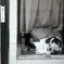 猛犬？