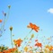 秋の桜、秋の空