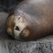 王子動物園