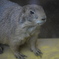 王子動物園