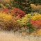 八甲田上毛無岱