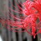 垣の外も雨　（彼岸花）