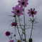 曇り空を見上げる秋桜