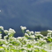 そばの花の背比べ