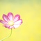 秋桜