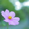 秋桜