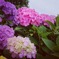 紫陽花