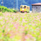 ルビーの花畑