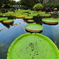 水生植物色庭園