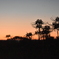 DSC_1193 夕暮れの彼岸花