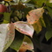 秋と紅葉 通算1000枚目でした。