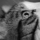 Cat's eye