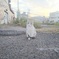放課後の猫