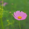秋桜